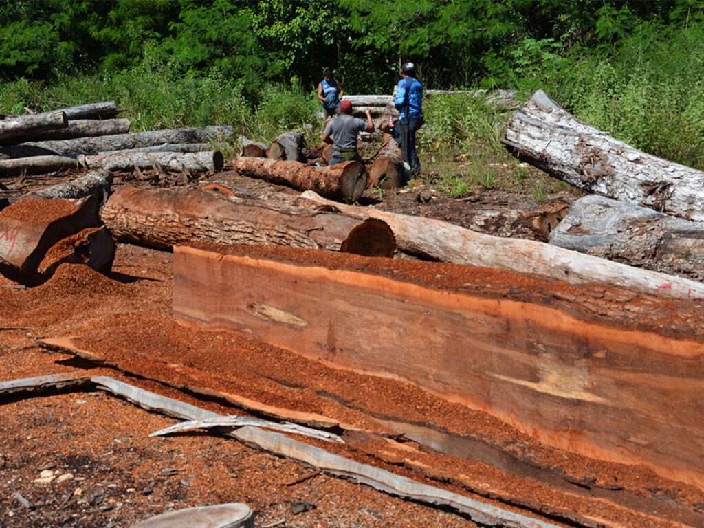 Impulsando la sostenibilidad forestal en el sur de México